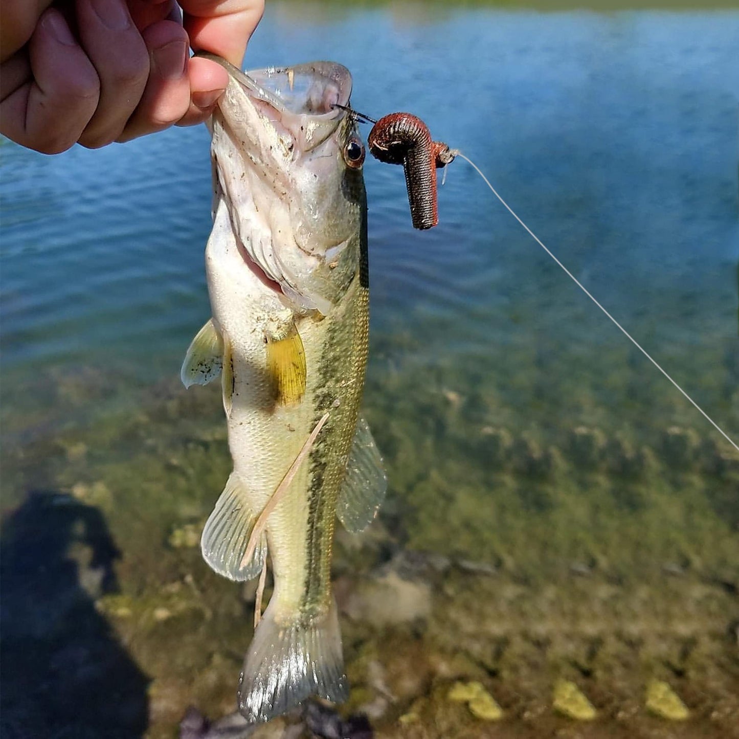 Finesse Ned Worms, TRD Baits Soft Plastic Fishing Lures